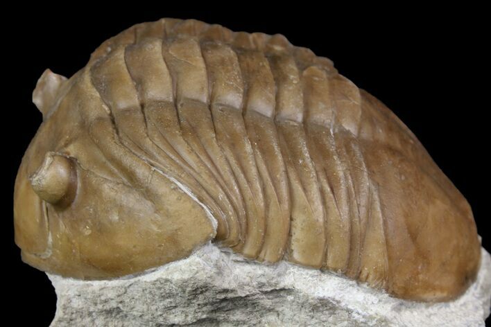 Asaphus Raniceps Trilobite - Russia #165443